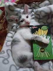 Bobbi now (June 26). 1 box of Pocky for comparison haha