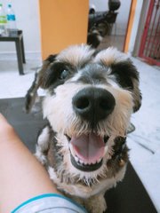 Rocky - Schnauzer + Pomeranian Dog