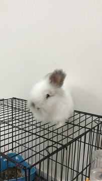 Juster - Angora Rabbit Rabbit