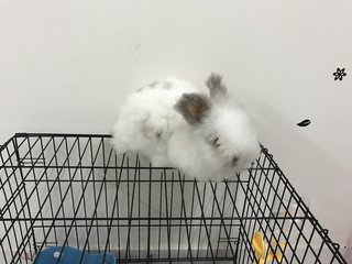 Juster - Angora Rabbit Rabbit