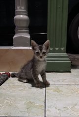 Kitten 3 - his right eye is blind since birth