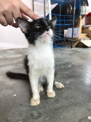 Fiffy - Domestic Medium Hair + Domestic Long Hair Cat