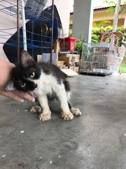 Fiffy - Domestic Medium Hair + Domestic Long Hair Cat