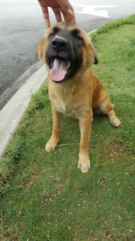 Puppy Pony Tail - Mixed Breed Dog