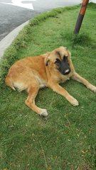 Puppy Pony Tail - Mixed Breed Dog