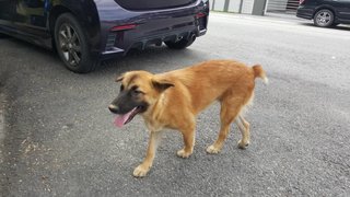 Puppy Pony Tail - Mixed Breed Dog