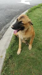 Puppy Pony Tail - Mixed Breed Dog