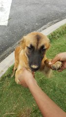 Puppy Pony Tail - Mixed Breed Dog