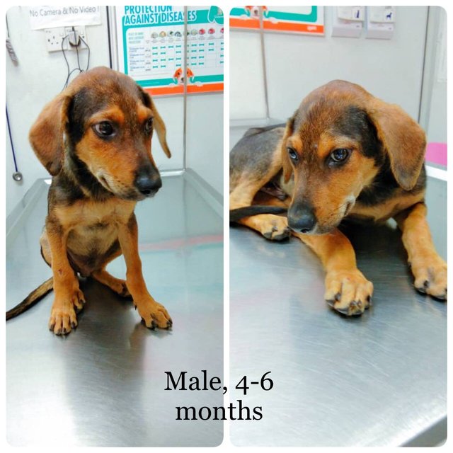Milo - Mixed Breed Dog