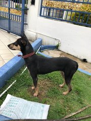 Eloisa - Doberman Pinscher Mix Dog