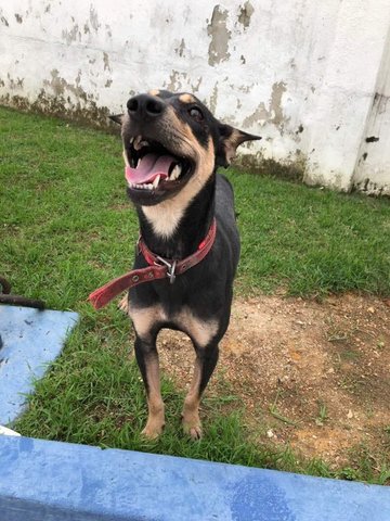 Eloisa - Doberman Pinscher Mix Dog