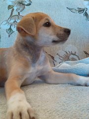 Apr Male _1 - Mixed Breed Dog