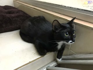 Zoro And Oreo - Domestic Short Hair + Tuxedo Cat