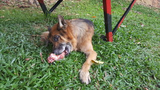 Lekko - German Shepherd Dog Dog