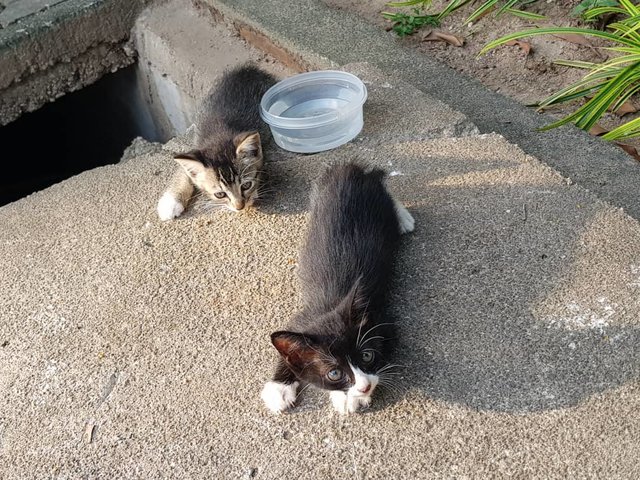 3 Kittens - Oriental Short Hair Cat