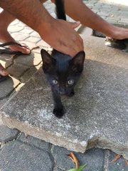 very friendly all black kittie