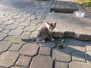 grey and white kittie