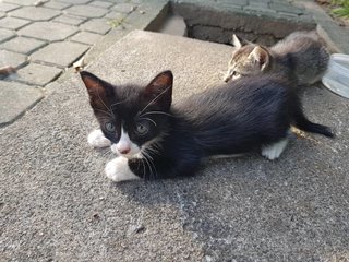 black and white kittie