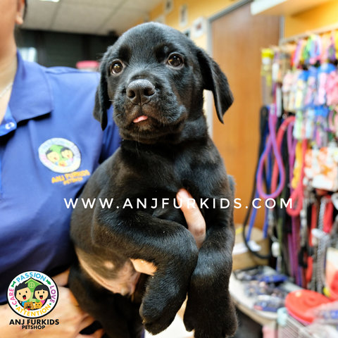 2adorable Labrador Retriever Puppies - Labrador Retriever Dog