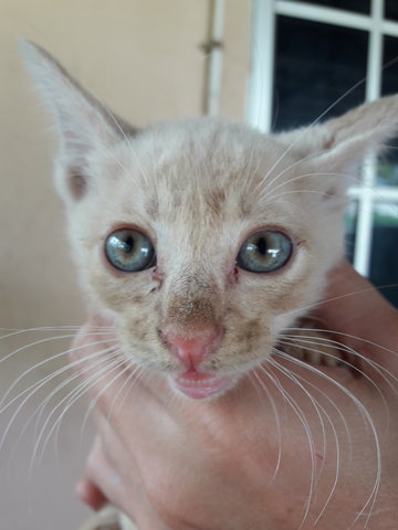 Bibi - Oriental Short Hair Cat