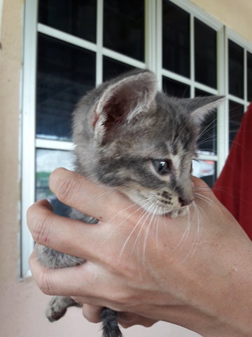 Joshie - Oriental Short Hair Cat