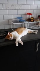 Thanks hooman for making this new kitchen cabinet