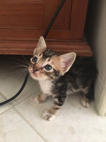 4 Kittens For Adoption - Domestic Short Hair Cat