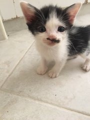 4 Kittens For Adoption - Domestic Short Hair Cat