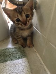 4 Kittens For Adoption - Domestic Short Hair Cat