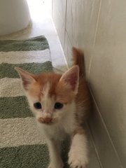 4 Kittens For Adoption - Domestic Short Hair Cat