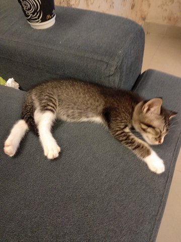 Kittens For Adoption - Domestic Short Hair Cat