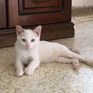 Casper - Domestic Short Hair Cat