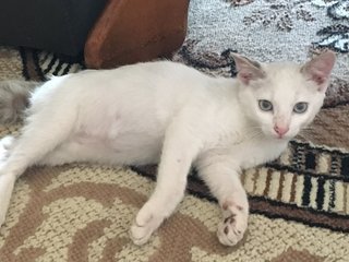 Casper - Domestic Short Hair Cat