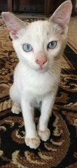 Casper - Domestic Short Hair Cat