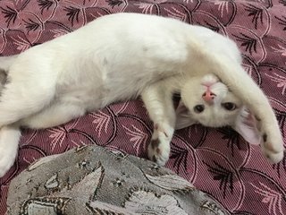 Casper - Domestic Short Hair Cat