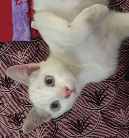 Casper - Domestic Short Hair Cat