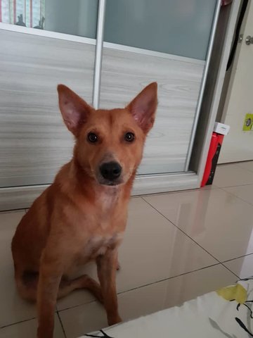 Yellow - Mixed Breed Dog