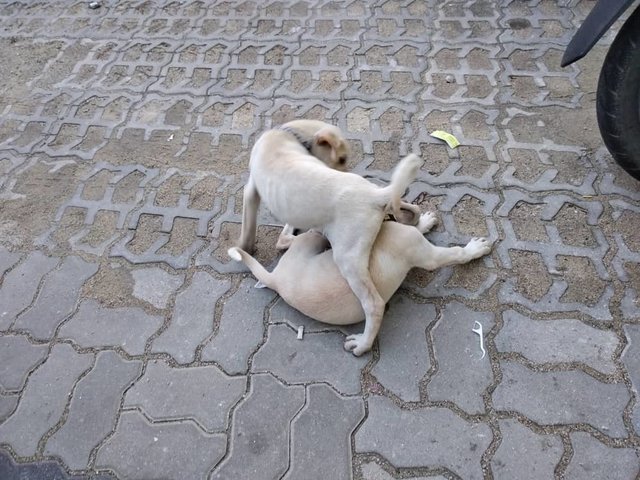 2 White Puppies - Mixed Breed Dog