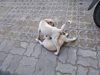 2 Puppies playing