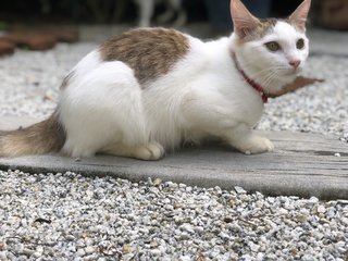 Cuddles - Domestic Medium Hair Cat