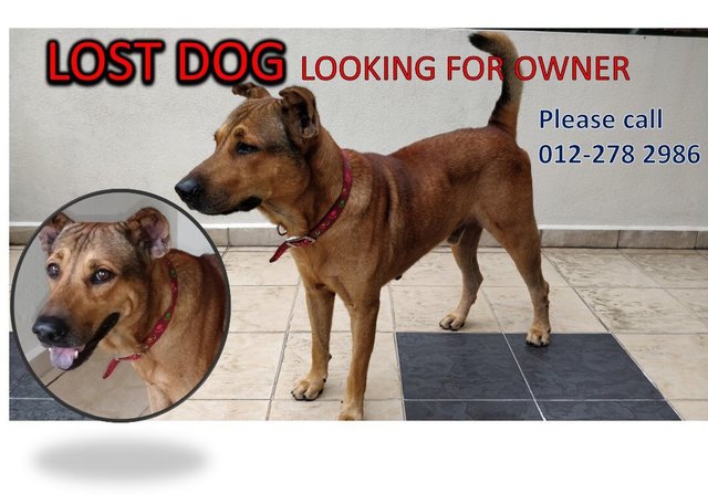 Male Found In Kota Damansara - Mixed Breed Dog