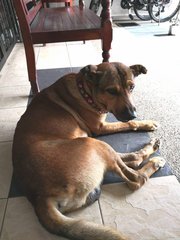 Male Found In Kota Damansara - Mixed Breed Dog