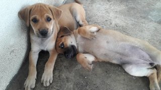 Very Cute And Friendly Puppies - Mixed Breed Dog