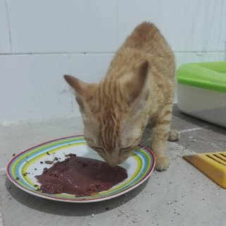 He has a good appetite and can eat both wet and dry foods.