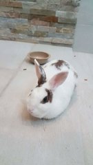 Coco - English Spot Rabbit