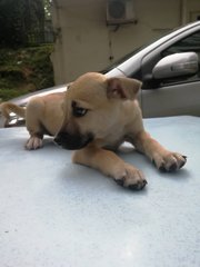 Brown Puppies - Mixed Breed Dog