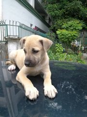 Brown Puppies - Mixed Breed Dog