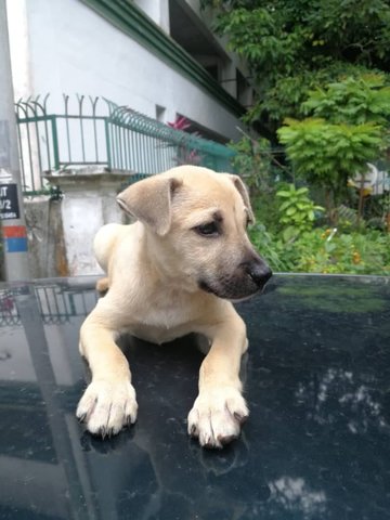 Brown Puppies - Mixed Breed Dog