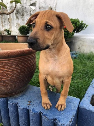 Parker  - Labrador Retriever Mix Dog