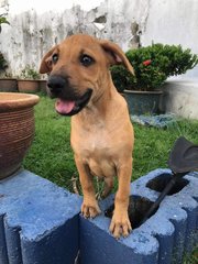 Parker  - Labrador Retriever Mix Dog